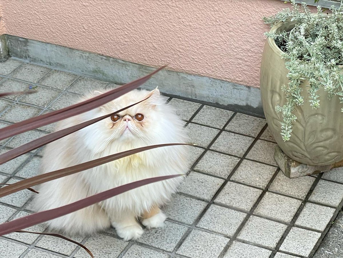 103noa's tweet photo. 今日のふわ
ふわふわです…
#ねこのいる生活
#エキゾチックロングヘア
ビオラ2種植えました
水色のが欲しかったのに全く違う色気のを買ってしまう
不思議ねぇ…
#植物の記録NV
#フリンジビオライザベラ と
#GEBR のビオラ
名前での選別難しい子たち
https://t.co/XyKpNeB02u https://t.co/0qXO9kuuGS