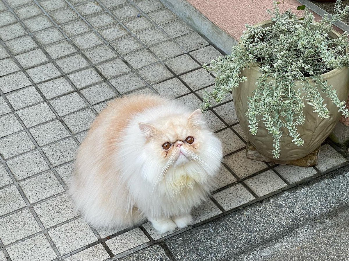 103noa's tweet photo. 今日のふわ
ふわふわです…
#ねこのいる生活
#エキゾチックロングヘア
ビオラ2種植えました
水色のが欲しかったのに全く違う色気のを買ってしまう
不思議ねぇ…
#植物の記録NV
#フリンジビオライザベラ と
#GEBR のビオラ
名前での選別難しい子たち
https://t.co/XyKpNeB02u https://t.co/0qXO9kuuGS