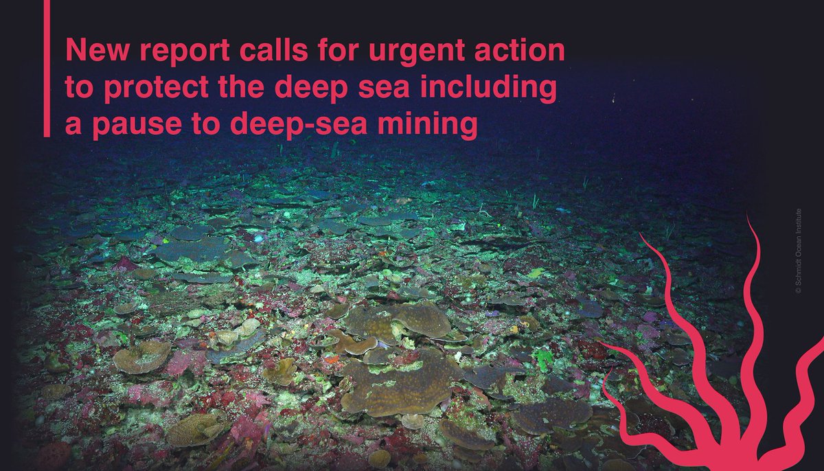 Deep Sea Conservation Coalition (@deepseaconserve) on Twitter photo A new paper by scientists from <a href="/UCSBenioffOcean/">Benioff Ocean Science Laboratory</a>, <a href="/Scripps_Ocean/">Scripps Institution of Oceanography</a> and <a href="/OceanIPSO/">International Programme on the State of the Ocean</a> (@DivaAmon @nat_andersen11) highlights the threats the #DeepSea faces and identifies key actions that could be taken to protect it ahead of #COP27 and #COP15 including.... 🧵 savethehighseas.org/2022/11/03/pre… A new paper by scientists from <a href="/UCSBenioffOcean/">Benioff Ocean Science Laboratory</a>, <a href="/Scripps_Ocean/">Scripps Institution of Oceanography</a> and <a href="/OceanIPSO/">International Programme on the State of the Ocean</a> (@DivaAmon @nat_andersen11) highlights the threats the #DeepSea faces and identifies key actions that could be taken to protect it ahead of #COP27 and #COP15 including.... 🧵 savethehighseas.org/2022/11/03/pre…
