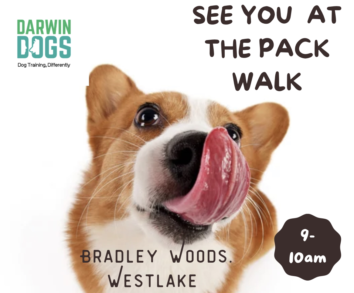 DarwinDogs's tweet photo. Free #PackWalks every Sunday at Bradley Woods Metroparks in Westlake. For a refresher on #leashwalking, click below
https://t.co/u6eG4Uzk1I
#DogTraining #DogTrainer #GoodDog #ClevelandDog #dogbehavior #doglife #lakewooddogs #pawmethod #rescuedogtraining https://t.co/pfeaPTjxgH