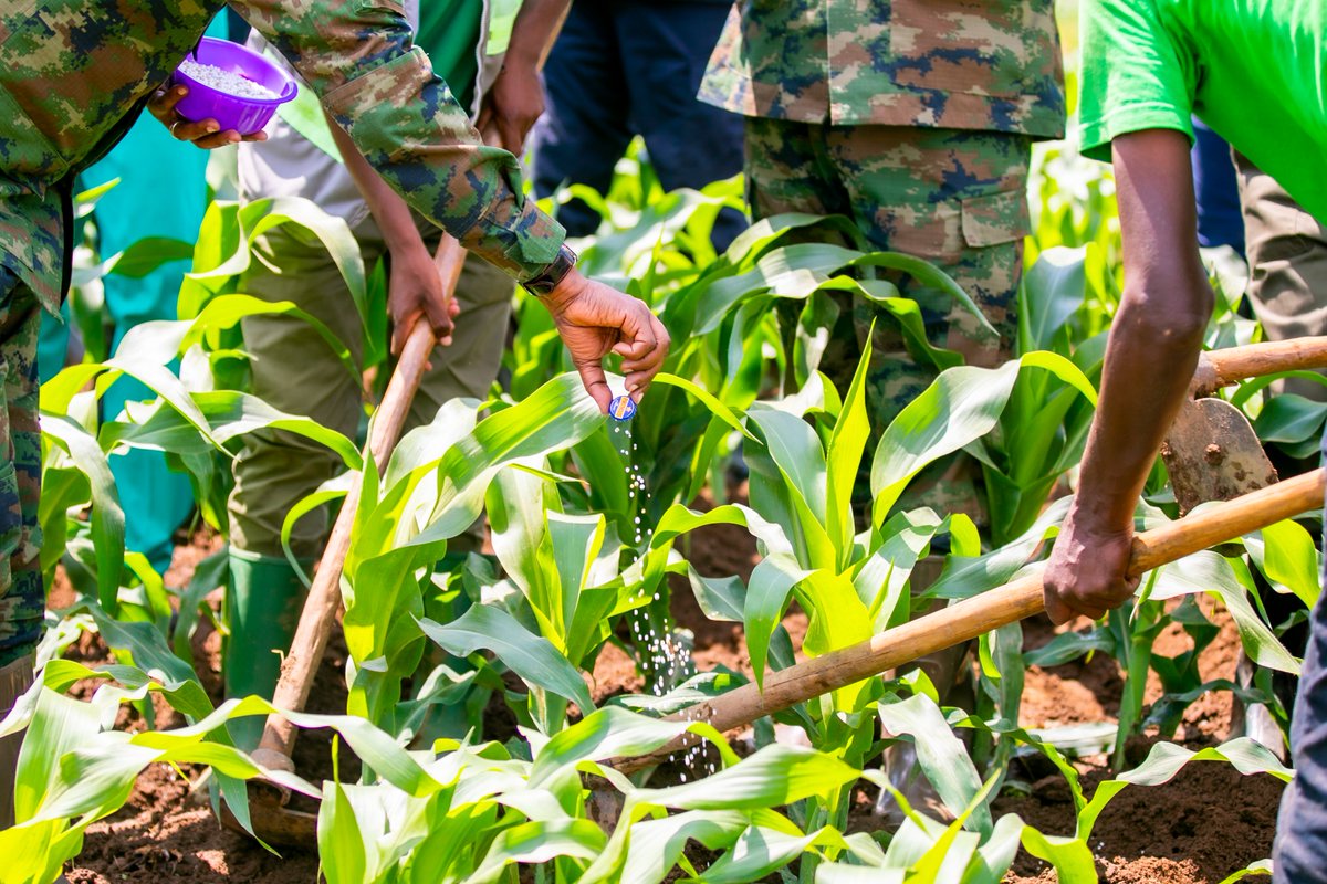 Ministry of Agriculture & Animal Resources |Rwanda tweet media