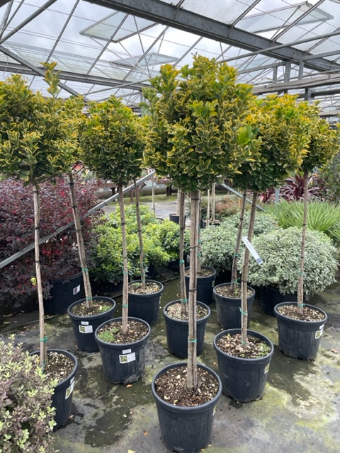 sempervirens13's tweet photo. 20% off plants throughout November, loads of new stock to choose from 
Just a few things look lush in the nursery today #BargainHunt #shoplocal #Rootballs #Plants #Gardening #Whitton #Twickenham #Hounslow #Richmond #Hampton #Twickenham https://t.co/T16xbudrWd