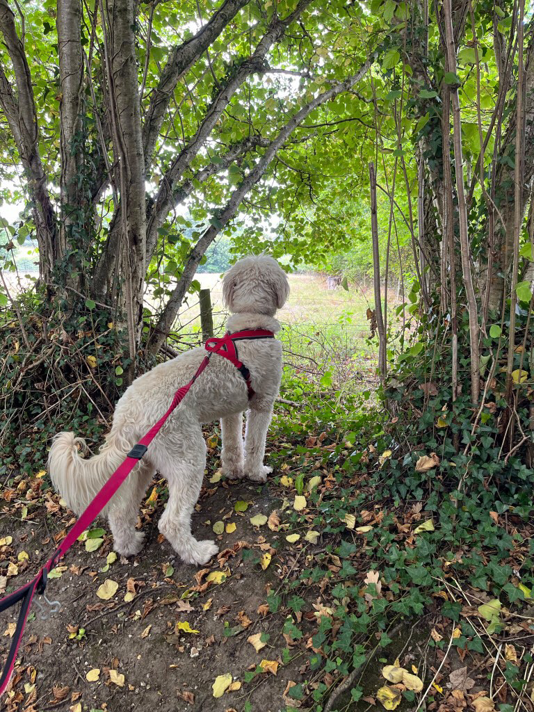 Acorn_Inn's tweet photo. We are lucky to have amazing walks around Dorset! The Acorn Inn is the pawfect place to stay with your four legged friend! 

📸: @polarbearinlondon 

#dog #dogfriendlypub #redcarnationhotels #dorchester #evershot #acorn_inn #dorset #acorninn #visitdorset https://t.co/EjtuX6QKZm