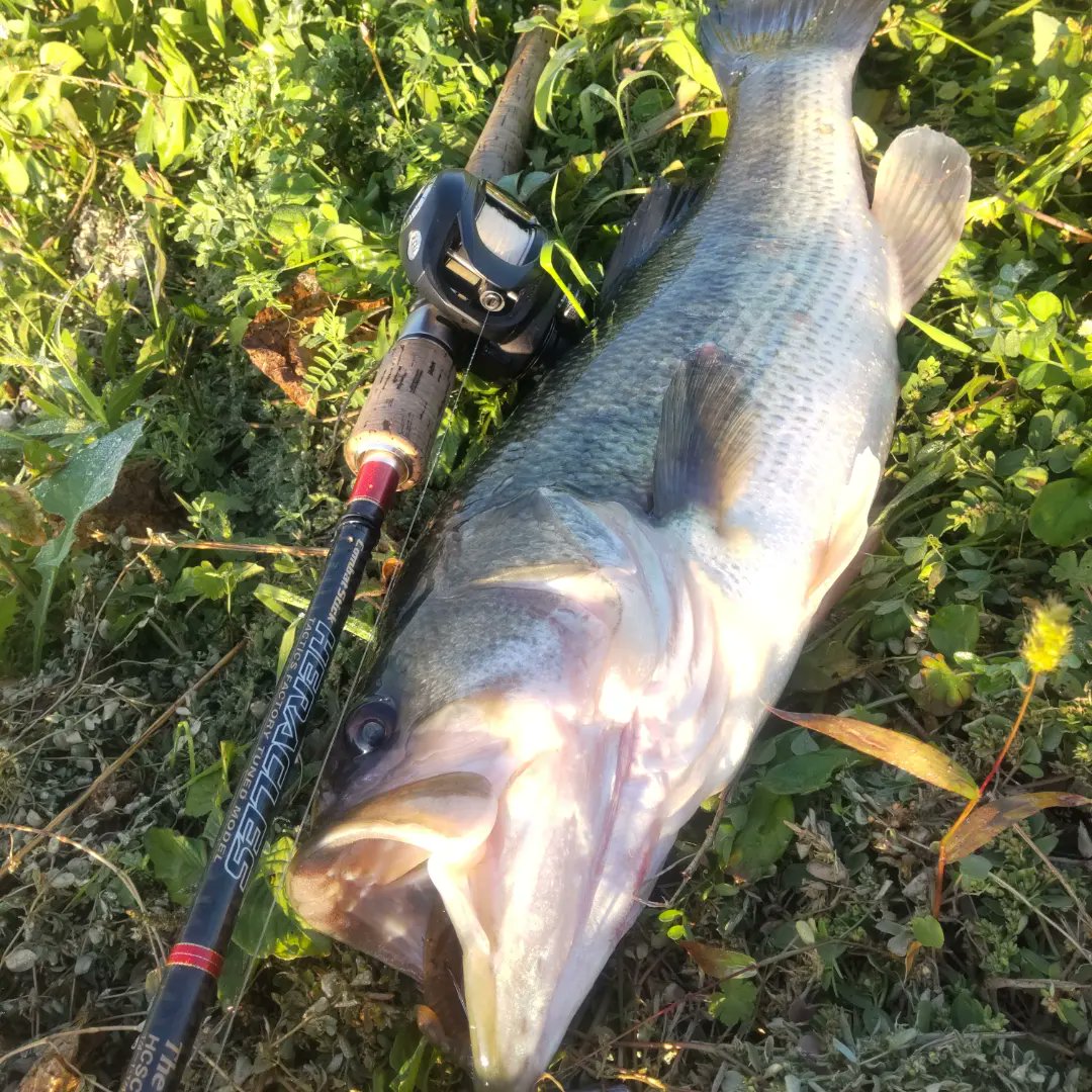 Stallion4829's tweet photo. 出勤前の限られた時間内に歩いては撃ってを繰り返し獲った1発‼️
#筑後クリーク
#柳川クリーク
#バスフィッシング
#bassfishing
#pazdesign
#zpi
#alcance
#zelos
#zelosmcハンドル
#evergreen
#combatstickheracles
#noike
#donkyboo
#noikeマーケティング https://t.co/7ojxzajZON