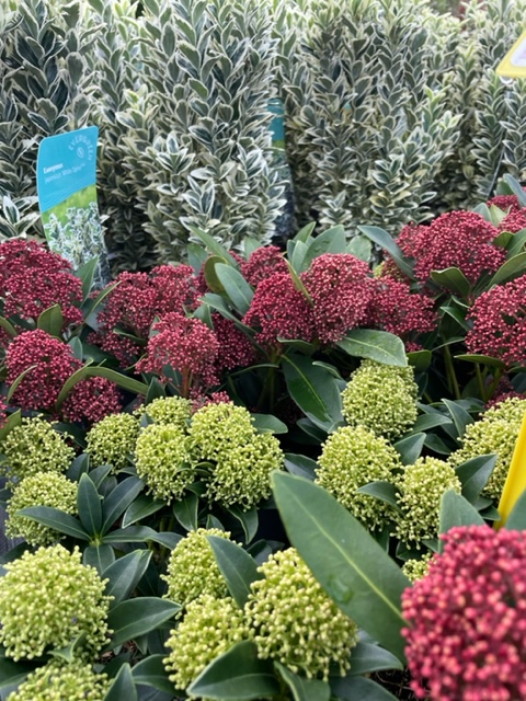 sempervirens13's tweet photo. 20% off plants throughout November, loads of new stock to choose from 
Just a few things look lush in the nursery today #BargainHunt #shoplocal #Rootballs #Plants #Gardening #Whitton #Twickenham #Hounslow #Richmond #Hampton #Twickenham https://t.co/T16xbudrWd