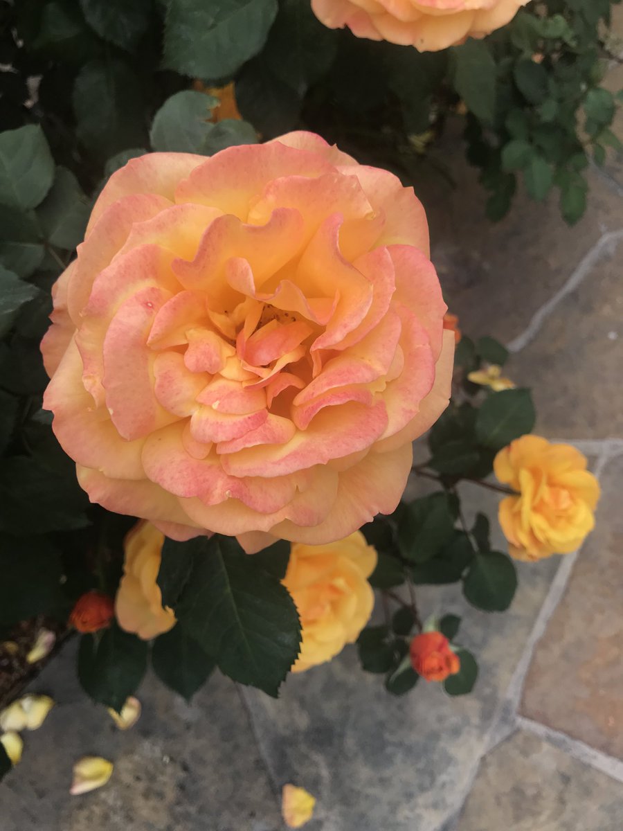 GarbaySara's tweet photo. https://t.co/d8WY8RnRUM