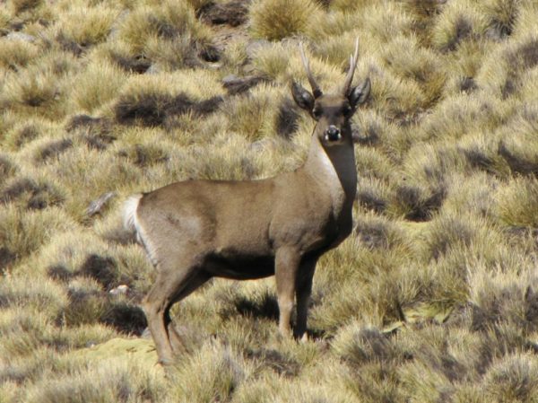 AriBotero's tweet photo. ¿Conoces a la Taruca?
Venado que pesa 45-80 kg, altura a la cruz de 69 a 80 cm y 140 cm contando la cabeza y las astas. Pelaje color gris arena a marrón grisáceo. La cara tiene marcas negras, que se diferencian entre individuos.
#Taruca #AriDatos #ConocesA... @La_Banda_VIP https://t.co/PnumEusr9k