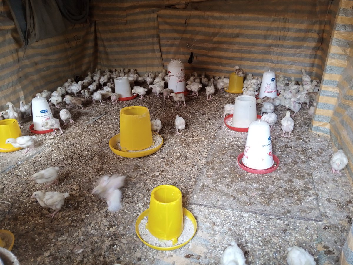 EzekielNgemulo's tweet photo. Nous sommes disponible pour vous fournir les poulets de chairs de bonne qualité à bon prix . Nous somme une entreprise oeuvrant en ville de butembo .nos contacts :+243976293077,@EzekielNgemulo @Evebazaiba @AbedAchour https://t.co/e3i5soclDK