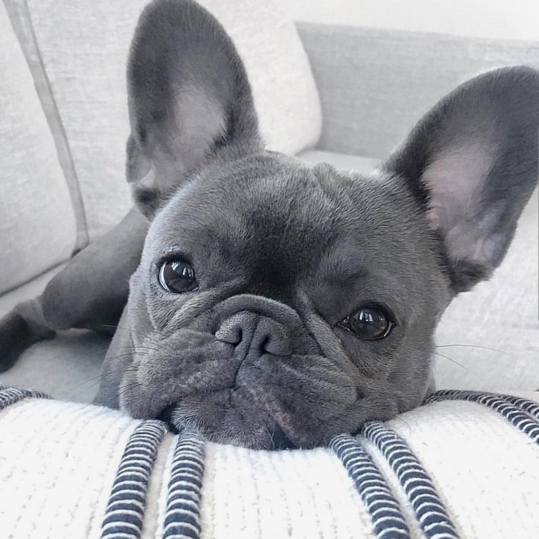 DogDeRue's tweet photo. Hello 😌
.
https://t.co/cldRTRsbua - Vêtements &amp; Accessoires pour chien⁣⠀
.⁣⁣⠀
.⁣⁣⠀
#bouledoguefrancais #chien #dog #dogderue dogderue⁣⁣⠀ https://t.co/L1YwZw7ZkJ