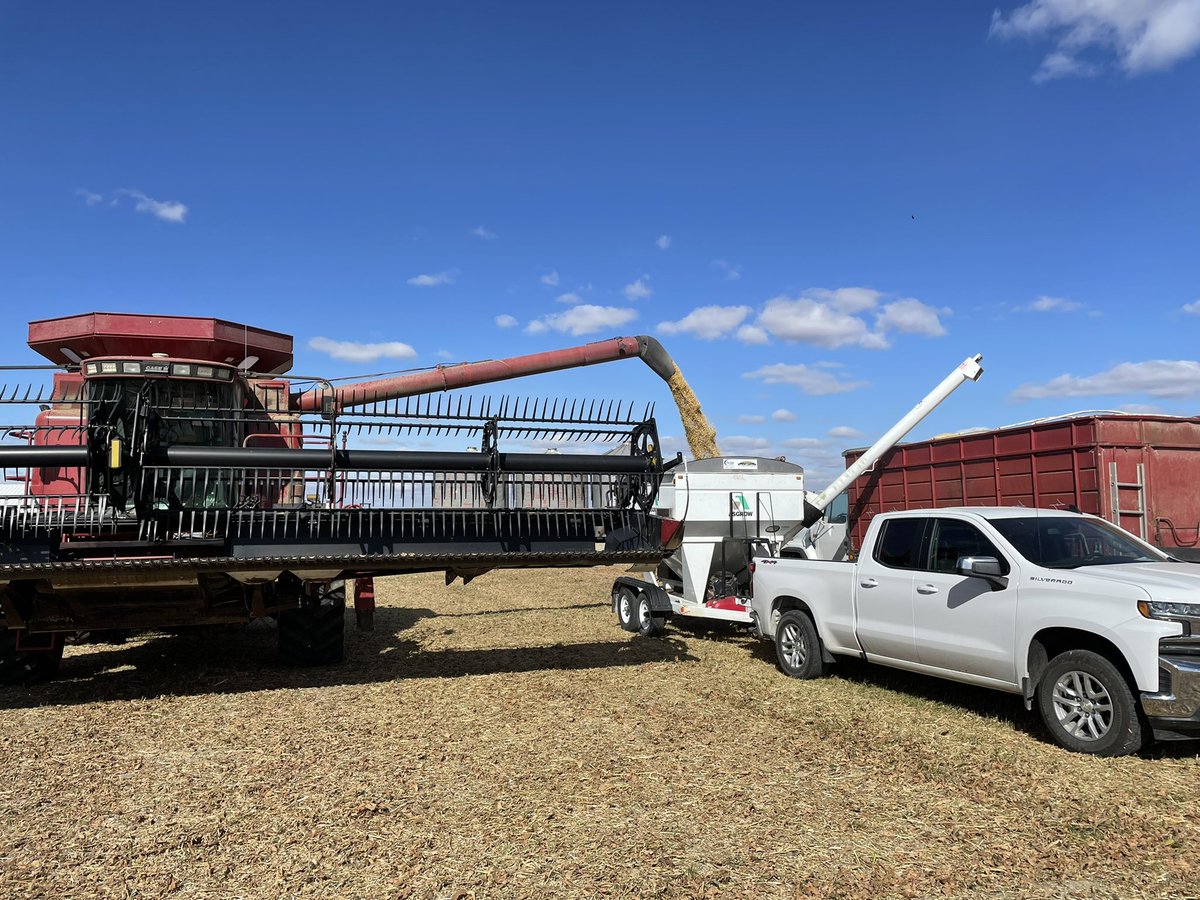 d_smith_1995's tweet photo. More #ASGROW Data coming at you from Jasper Co. IL! 

Top 3 Plot Performers: 
🥇AG39XF3: 70.0 Bu -NEW
🥈AG40XF1: 68.2 Bu
🥉AG38XF1: 68.1 Bu

The Avg from AG 3.3 to the 4.3 Asgrows Xtendflex showed to have a +2.5 Bu advantage over the Enlist competitor! @DKAS_SIL #Bayer4IL https://t.co/LSHo1Zqg89