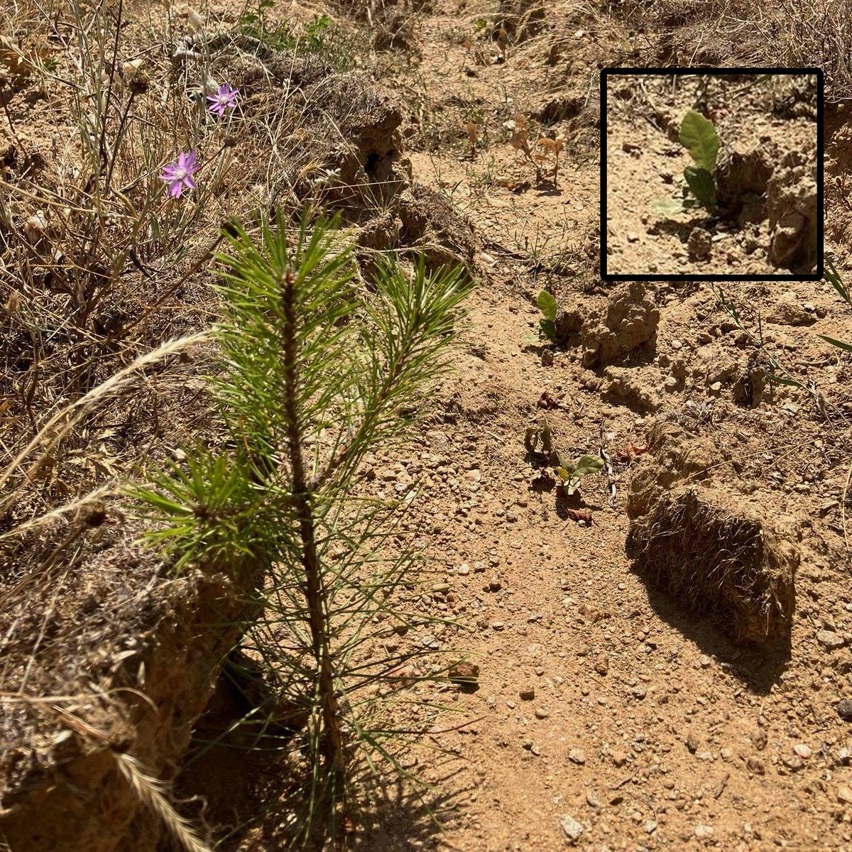 Добро утро. 
Одамна не сме ви пишале. За 22 дена од денес ќе садиме дрвца. 

Размислуваме. Што/како понатаму? Дали да го затвораме дуќанот? 

Вашето мислење ни е важно. 
Што сакате да видите од Treebanks? 
Што ви/не ви се допаѓа?  

Бидете креативни. Пишете ни реплика.
