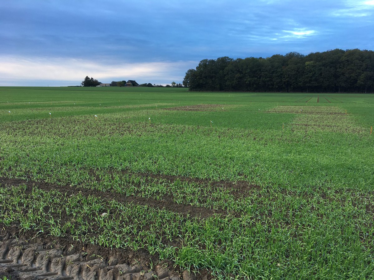 Les marquages sont importants sur orge cette année, de quoi faire de belles notations dans notre essai.
Certaines modalités sont fortement marquées 🫣😨 Évolution à suivre …