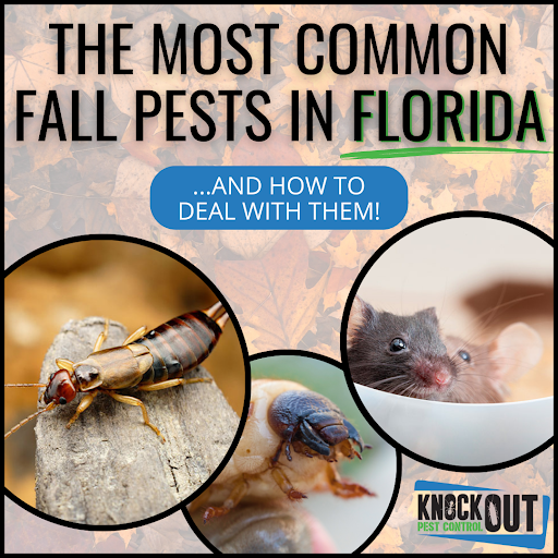 knockoutpest1's tweet photo. Wondering what pests to look out for this fall?  We've got you covered with this fall pest guide!

Read the Full Article: https://t.co/3V5Y0s1OoX 

#Knockout #KnockoutPestControl #pests #Jacksonvillepestcontrol #fallpests #floridapests https://t.co/v3262lsTPs