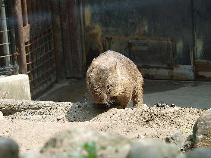 11月8日が命日、多摩動物公園で暮らしたウォンバット、チューバッカ。 顔に少し土が付いて。思えば、あまり大きな穴を掘る姿を見なかったチューバッカ。 野生でもきっとそんな、そんなに掘らない個体もいるのかも、と。 　 11月8日が命日、ウォンバットのチューバッカ。