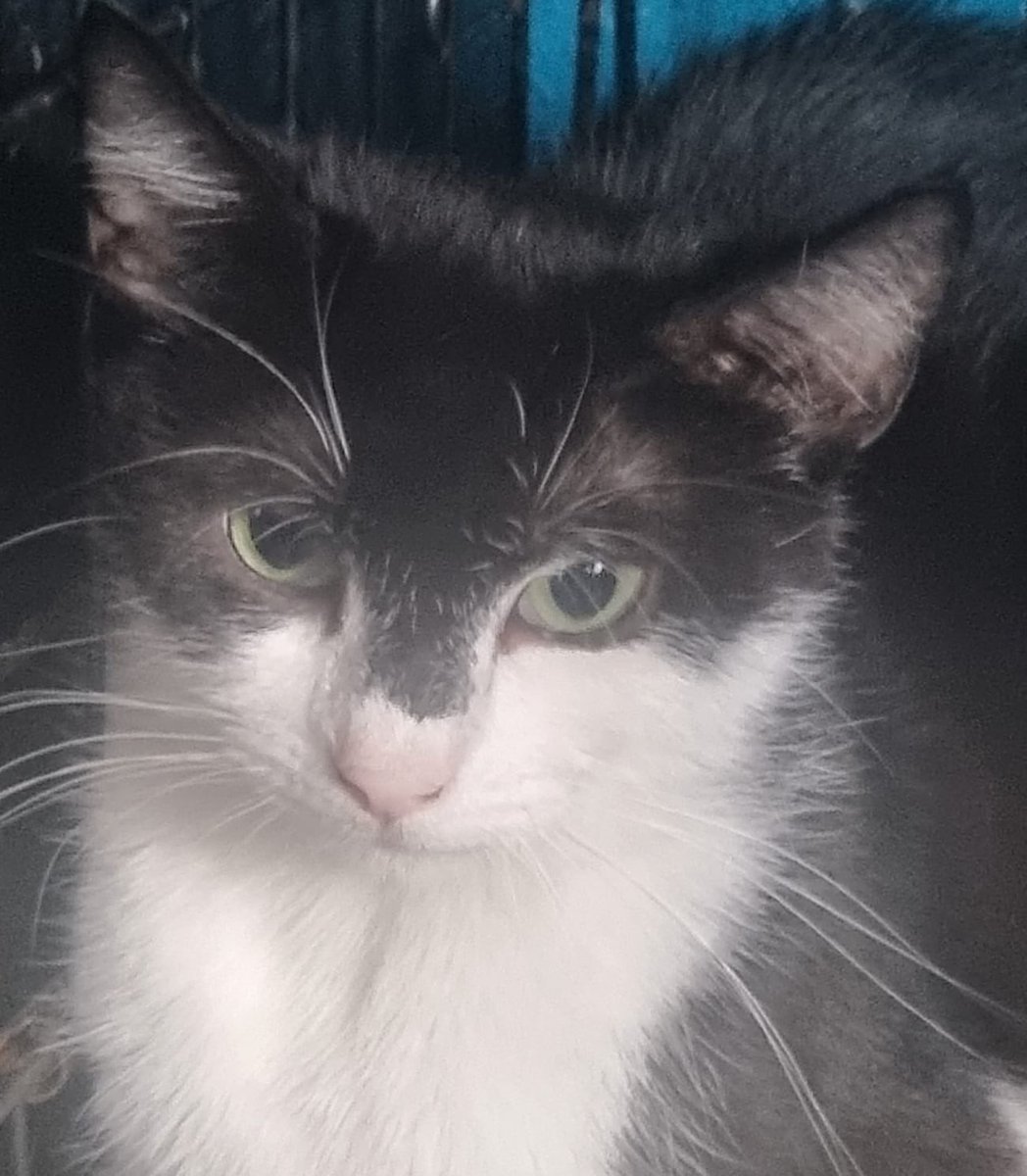 We have just posted a lot of new cats and kittens on to our Instagram page instagram.com/garstonanimalr… Give us a follow and share if you don’t already to help us reach a lot more potential adopters and supporters please ❤️