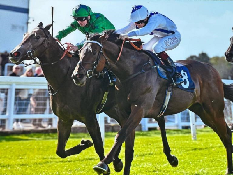 hub_horse's tweet photo. THE FINAL 2 FURLONGS RACING CLUB. Membership Just £55.00 in 4-time winner TWILIGHT HEIR. Benefits inc. stable visit, updates on your horse’s training, apply for owners' badges &amp; social events! Ideal treat for yourself or a gift for a loved one! See https://t.co/vftiMeH08Q https://t.co/Rnx3KK3SMf