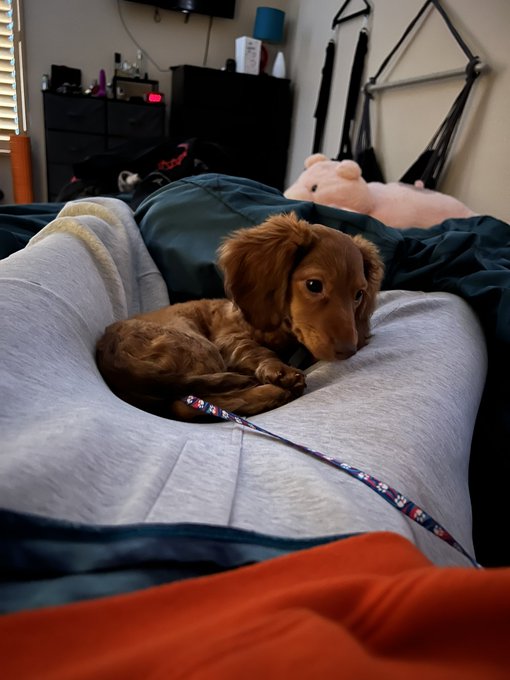 I am SO IN LOVE!!! Meet Bailey French Fry 🥰 I&rsquo;ll be posting her lots on my Instagram story so make sure<a href="/tag/realloyalfans"class="tags"><span>#realloyalfans</span></a>