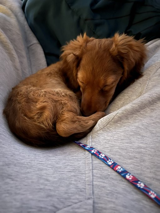 I am SO IN LOVE!!! Meet Bailey French Fry 🥰 I&rsquo;ll be posting her lots on my Instagram story so make sure<a href="/tag/realloyalfans"class="tags"><span>#realloyalfans</span></a>