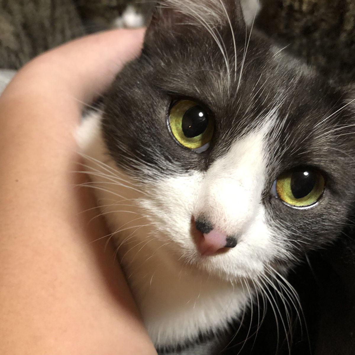 monaca_0501's tweet photo. #猫がいる生活 
#猫がいる暮らし 
#猫のいる幸せ 
#猫好きさんと繋がりたい https://t.co/JRvmNTSdGZ