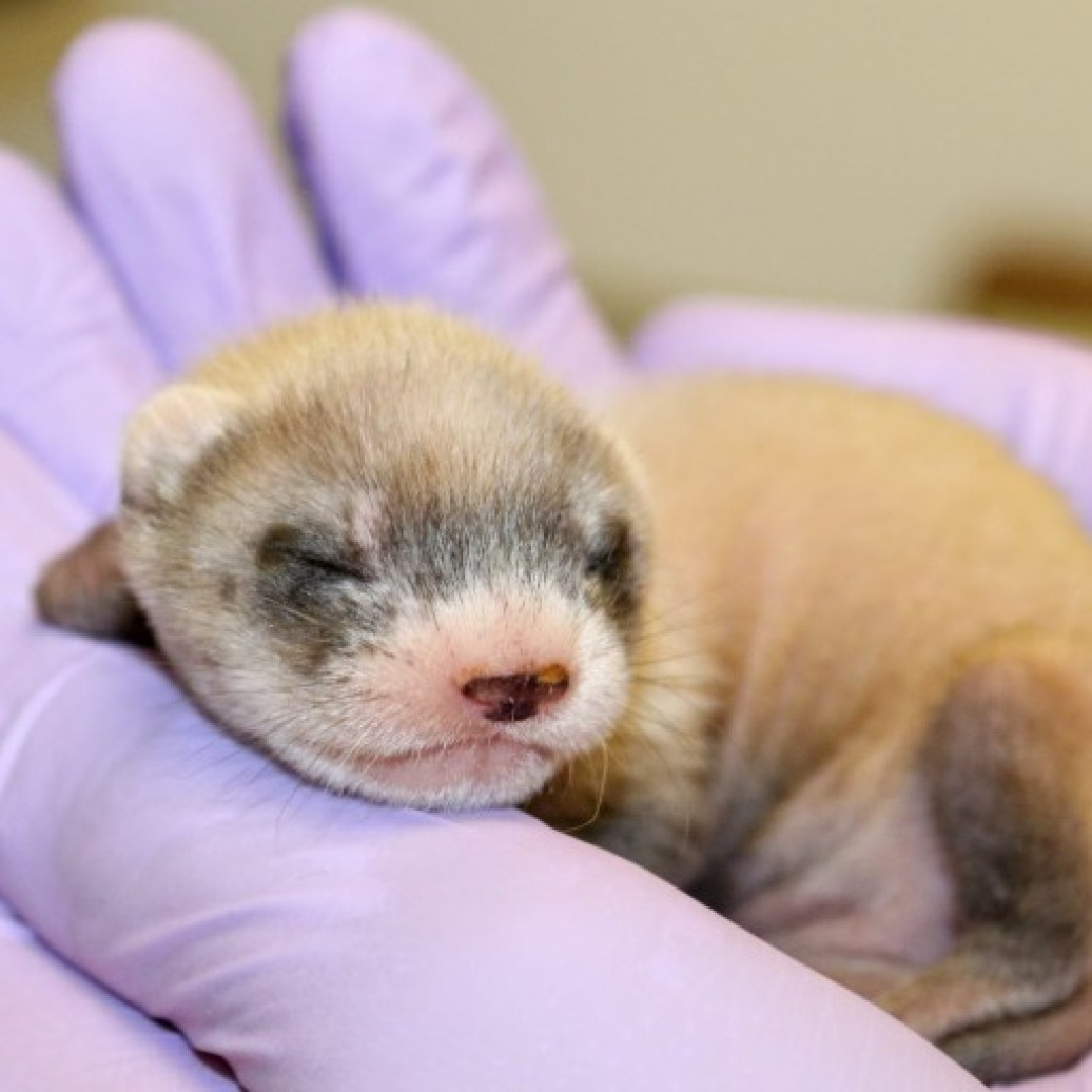 Revive_Restore's tweet photo. Curious about #CloningForConservation? Discover the history and imagine the future of black-footed ferrets in America via @cowboy_daily : https://t.co/mDyxlkcKVf https://t.co/PDKXwRsSMg