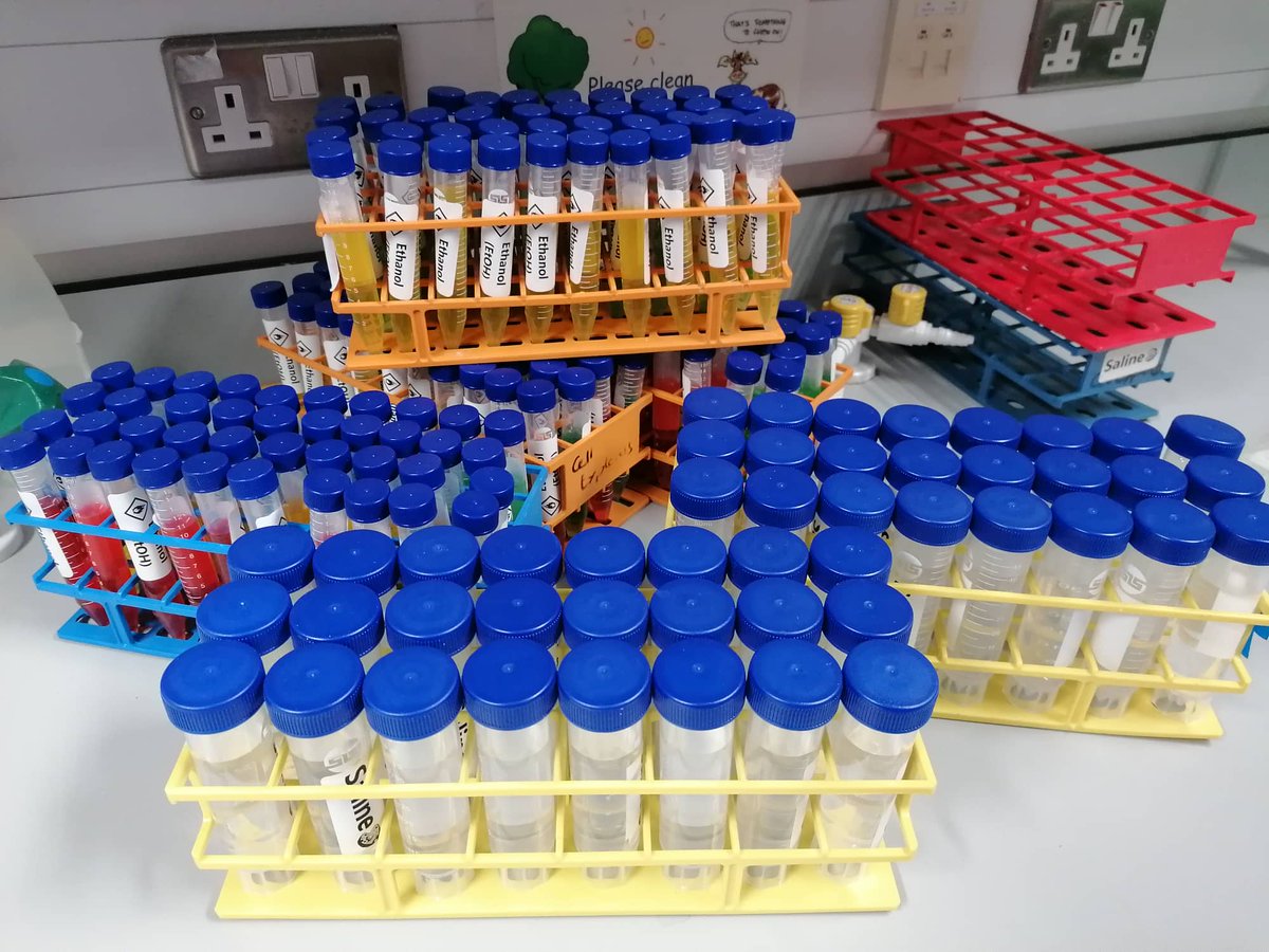 Cellexplorers's tweet photo. Our prep team at @uniofgalway has been super busy today getting ready for #ScienceWeek22!

13 #volunteers spent 7 hours today aliquoting, stickering, pipetting, filter-folding, pipetting and packing!

That's 560 #FDIAB children kits &amp; 40 #LittleCells games! 

#BelieveInScience https://t.co/FGrmbYppfd