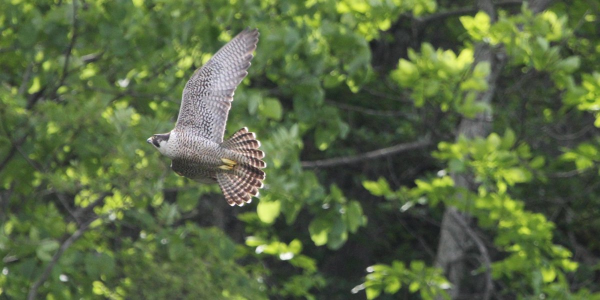 If passed by voters, the Clean Water, Clean Air &amp; Green Jobs Environmental Bond Act would fund open space land conservation and protect threatened and endangered species, while restoring and building new parks and trails. Flip your ballot to vote on the #NYBondAct.