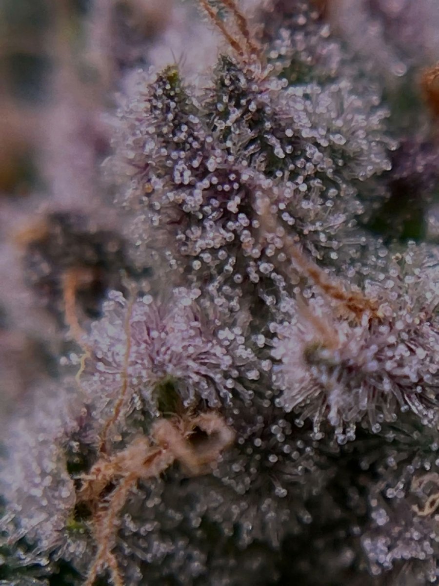 BioTech_Awards's tweet photo. @DeweyScientific, one of the most innovative cannabis businesses in the country using advanced breeding techniques, wins the "BioAg Breeding Solution of the Year" award! https://t.co/ewJesk7SjO #BioTechBreakthrough #BioAg https://t.co/HHBqTy6Khn