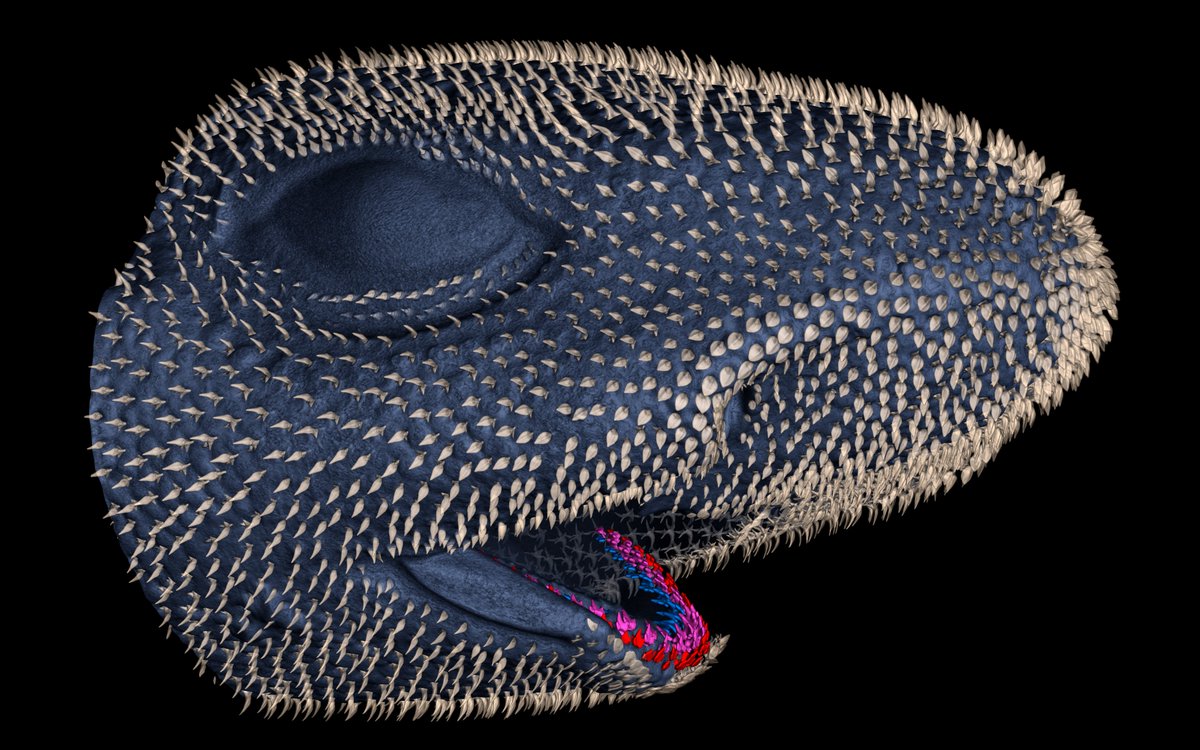 Gareth Fraser (@garethjfraser) on Twitter photo JOB ALERT: NSF-funded 'SHARKseq' #postdoc position available in the Fraser Lab on EvoDevOmics of #shark skin teeth; in collaboration with <a href="/georgelauder/">georgelauder</a> and @elizabethsibert. Feel free to DM or email for more details. Advert coming soon. Tell your friends! <a href="/UFBiology/">UF Department of Biology</a> 🦈🦷 JOB ALERT: NSF-funded 'SHARKseq' #postdoc position available in the Fraser Lab on EvoDevOmics of #shark skin teeth; in collaboration with <a href="/georgelauder/">georgelauder</a> and @elizabethsibert. Feel free to DM or email for more details. Advert coming soon. Tell your friends! <a href="/UFBiology/">UF Department of Biology</a> 🦈🦷