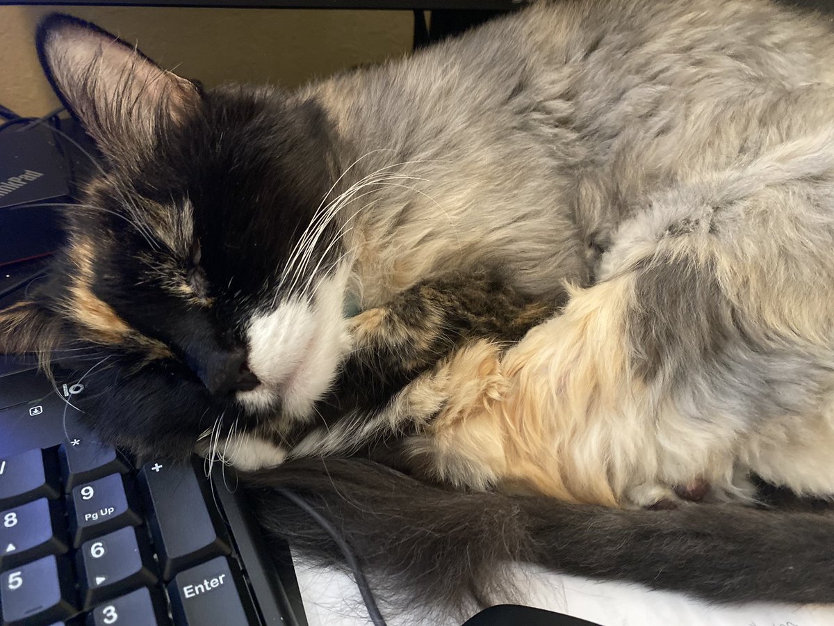 n8_sorber's tweet photo. Zelda got a haircut over a month ago and her fur has grown back a different color https://t.co/z1QJoi1xd5