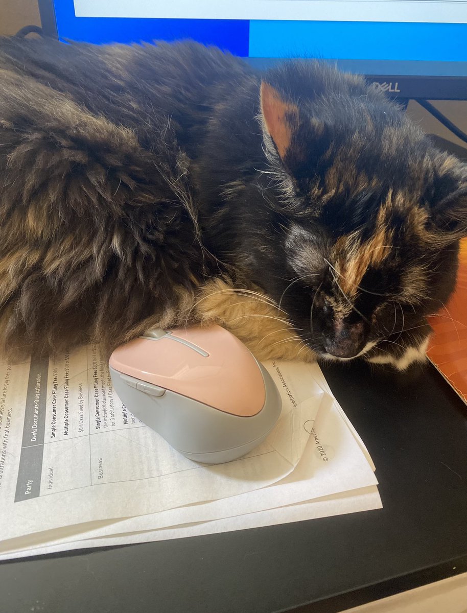 n8_sorber's tweet photo. Zelda got a haircut over a month ago and her fur has grown back a different color https://t.co/z1QJoi1xd5