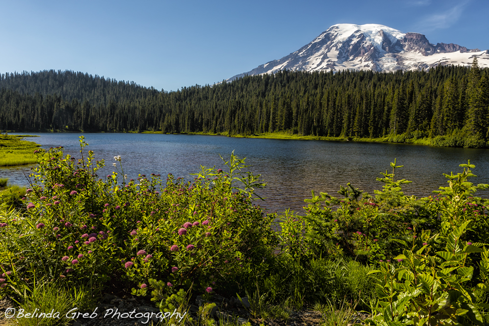 Those who contemplate the beauty of the earth find reserves of strength...-Rachel Carson 
society6.com/product/wildfl…
#photography