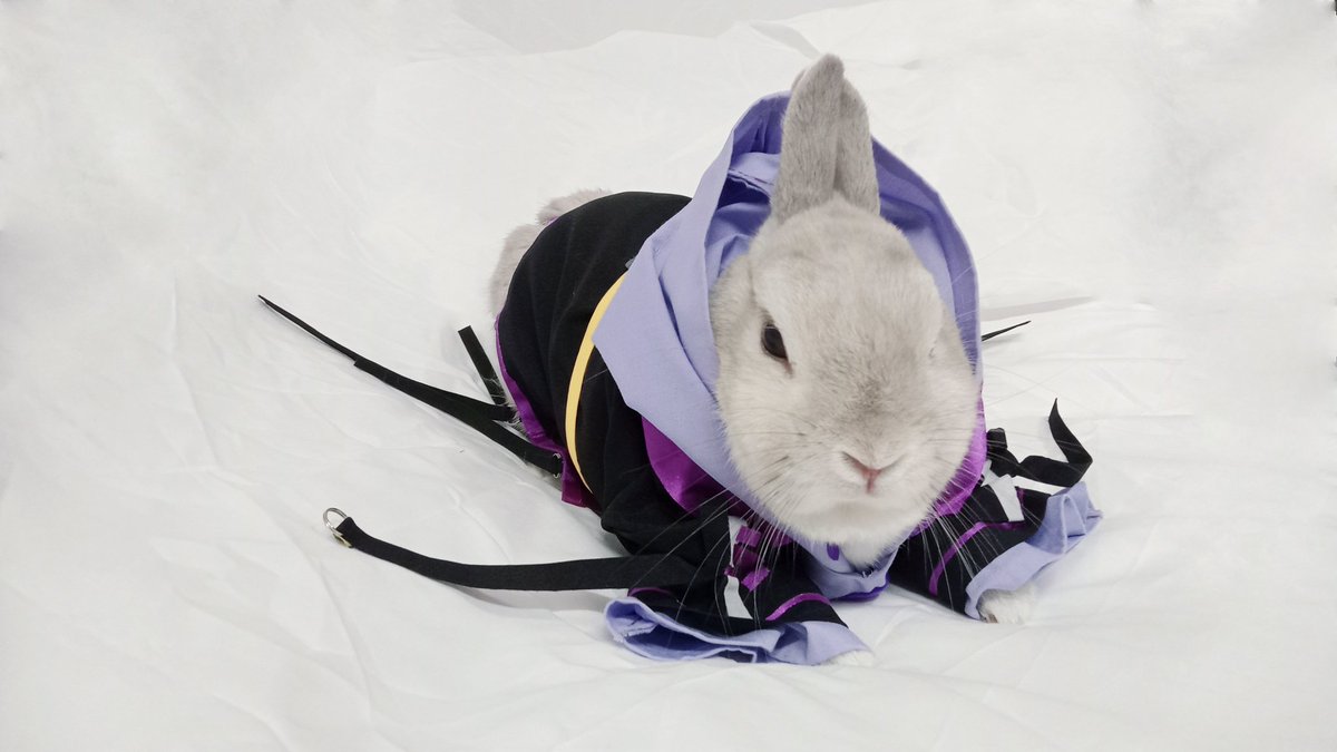 蘭萌皇🐰バイラン皇帝 tweet media