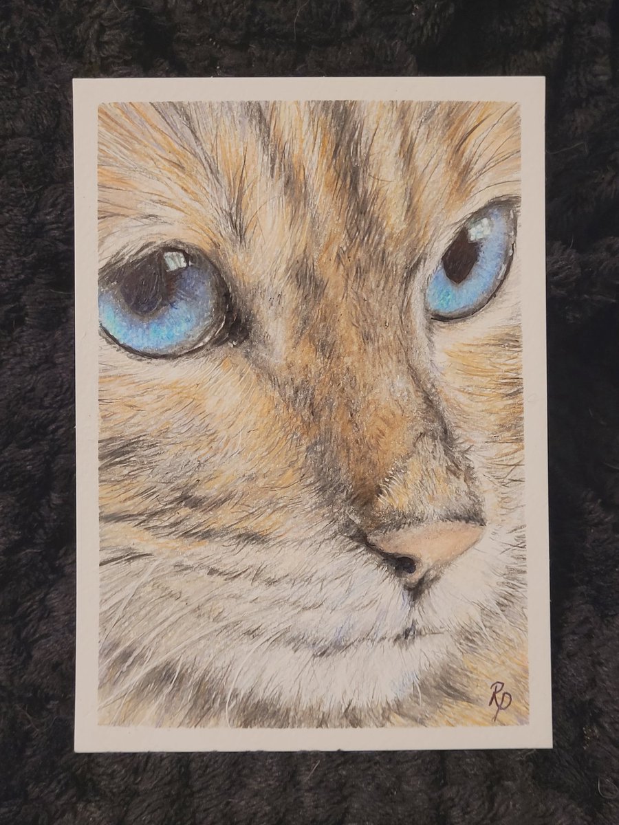 mee_mees's tweet photo. @Archiefriends
The adorable Archie in coloured pencil
#warkitty #StandWithUkraine
#ArtOfTheDay #blueeyes
#Bengals https://t.co/zbrFafKUau