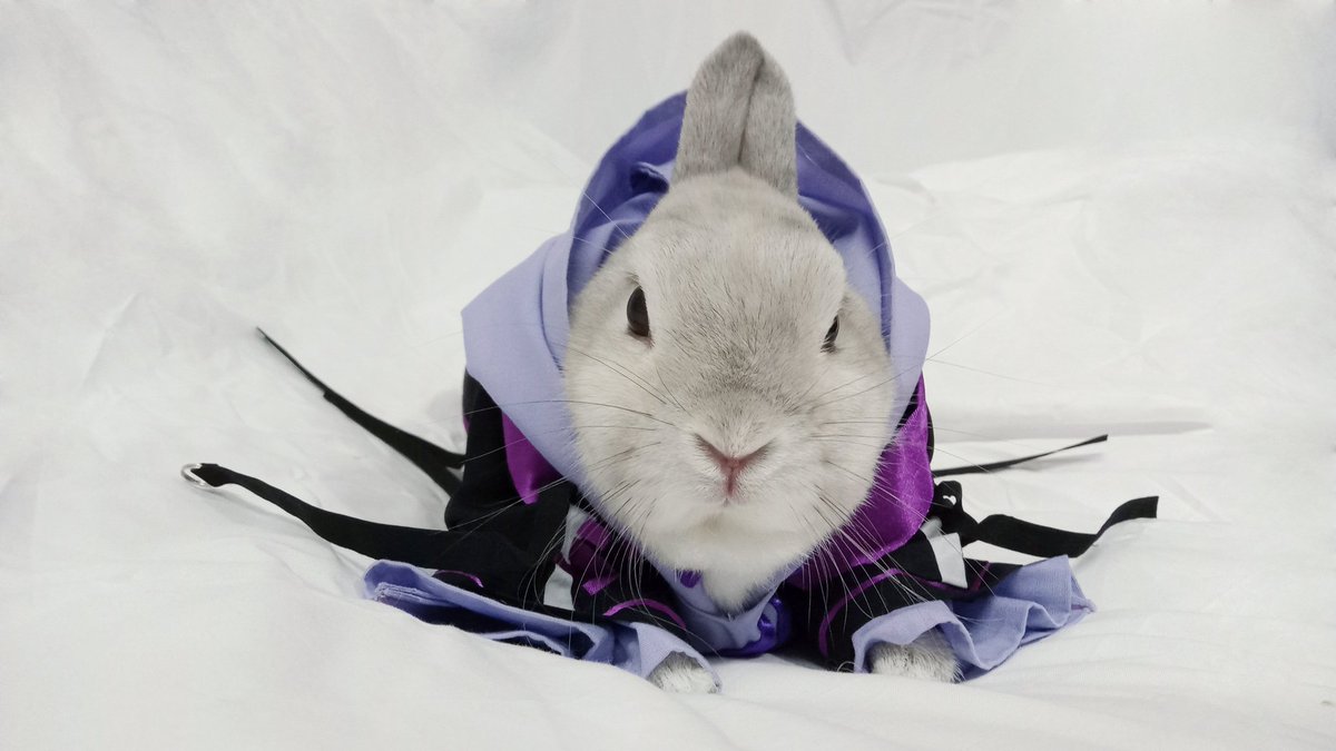 蘭萌皇🐰バイラン皇帝 tweet media