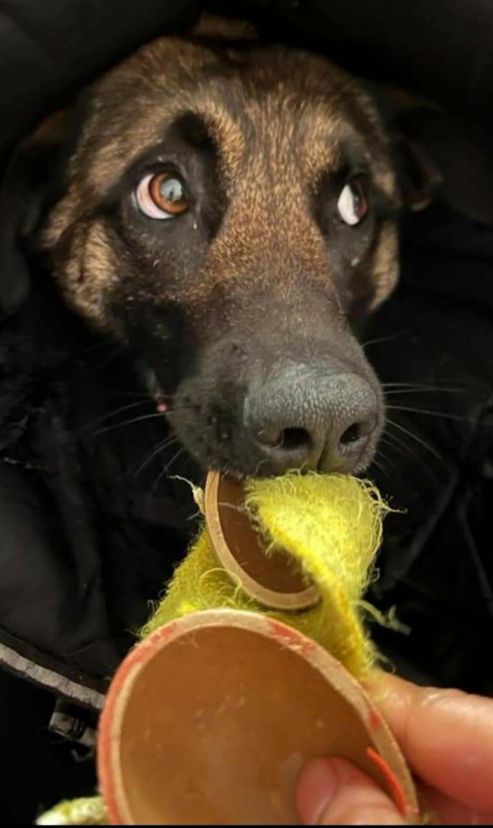 🎾🎾Is there any tennis club that could help our dogs, they so need tennis balls as they love the exercise and playing. If you can donate some it woukd be amazing 🎾🎾🎾
#dogsangelsireland #tennis #dogs #ireland