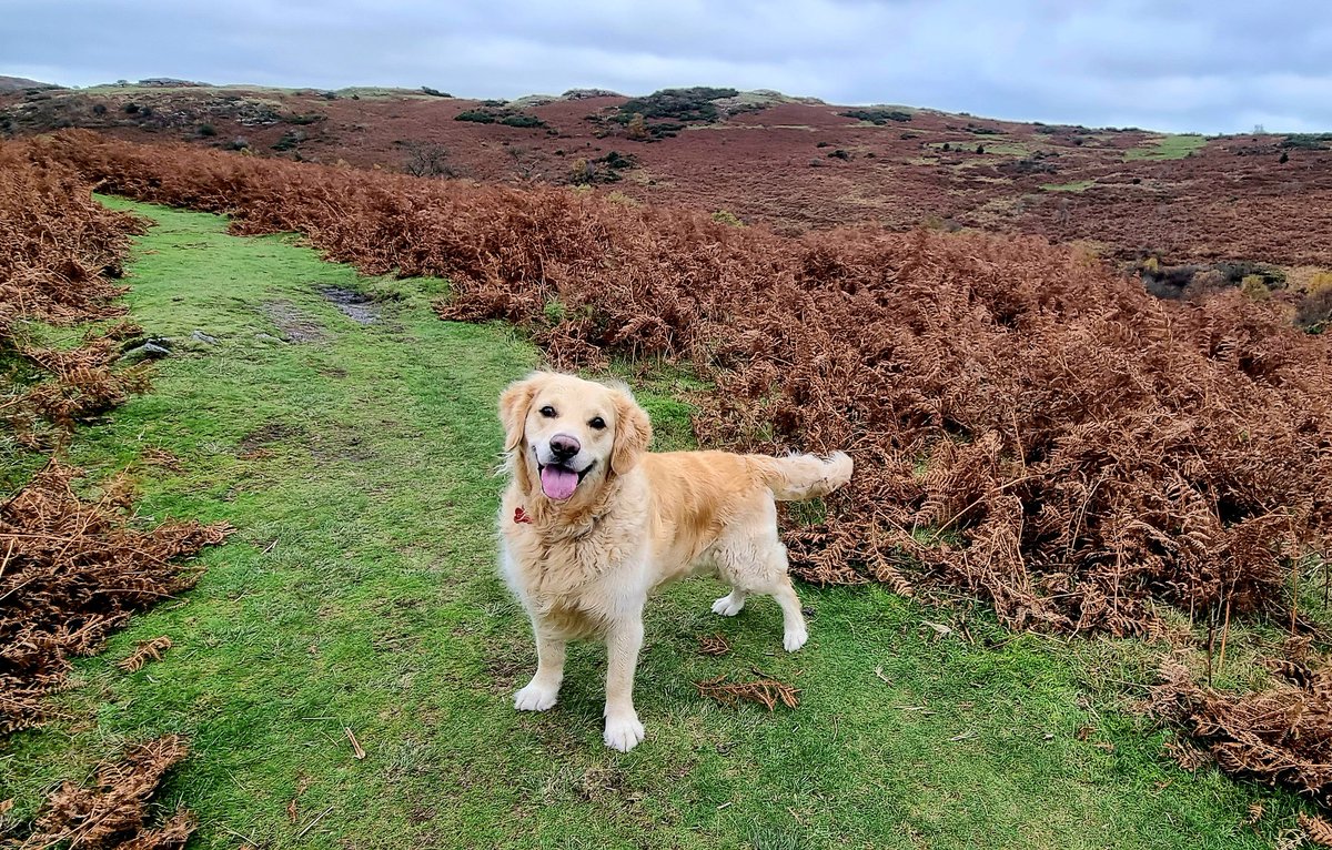 PathwayPooch's tweet image. What a Poser!!! 
#GoldenRetrievers #dogwalking #DEVON #dartmoor #countryside