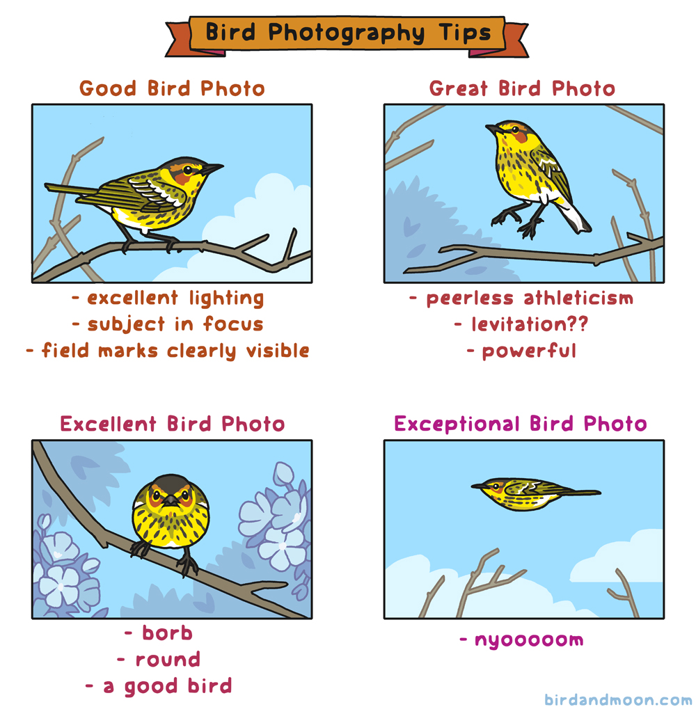 Bird photography tips.