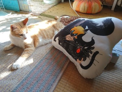 Piyu_y's tweet photo. ちょうど場地さんの誕生日の今日
例のネコチャンたち届きましたカワイイ😍💕
タケミチニャンコは茶白でにゃんたとそっくりだしw
アクスタ… 人生初のアクスタ…w😭尊すぎる
これ組み立てないでこのままでもいいの?
#東京リベンジャーズ #東リベ
#RESHAZAM #リシャザム #黒ねこ意匠 https://t.co/q1Oka3QkO1