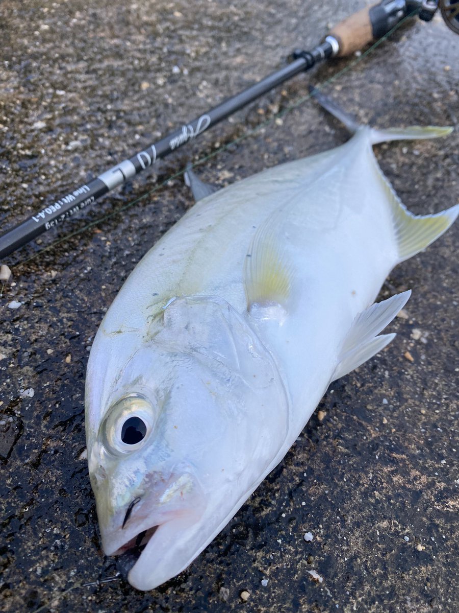 umito000's tweet photo. #イソメDE釣り隊
#fidelity
#azusa70l

早巻きでゲットしました🎣 https://t.co/JZ199Y5b9Y