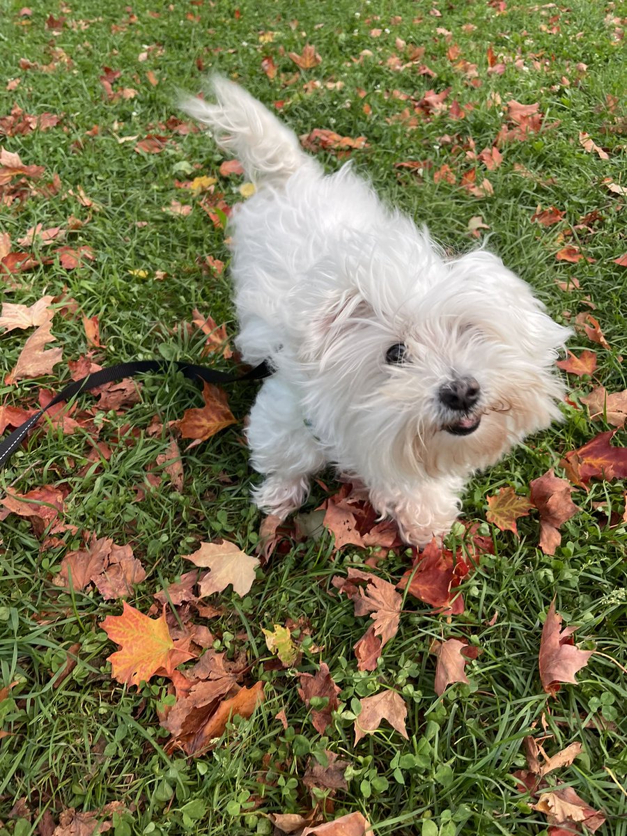 bella_chimken's tweet photo. Iz my perfect date😆 not too hot, not too cold. 🍁
#latepost #ThrowbackThursday #dogsoftwitter #SeniorPup #prehaircut https://t.co/7BnOHU0wm6