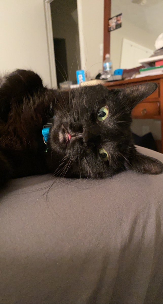 opal_polk99's tweet photo. @bunsenbernerbmd Offical Derpy ESA https://t.co/ZYhRyXbtl8