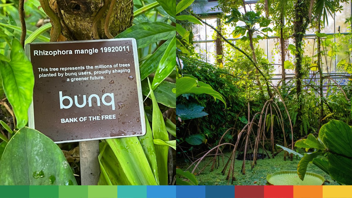 Our users fight climate change every day, so we wanted to bring the magic they make happen a little closer to home. Presenting: the bunq community’s newest mangrove tree, right in the 💚 of Amsterdam <a href="/HortusAmsterdam/">Hortus Amsterdam</a> 🌳 Click 👉 to find out more: bunq.com/blog/tree