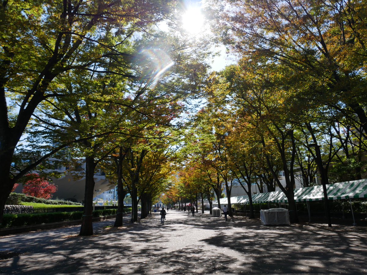 o_ishi1129ayu's tweet photo. #代々木公園 #渋谷
頑張って早起きして渋谷から代々木公園行って来た💕めっちゃ綺麗に撮れたぁ(*´˘`*)♡ꀿªᵖᵖᵞ˚❁。.・
#Leadcafe #原宿駅前cafe の頃の思い出のお散歩道💓幸せな時も話せなかった時もお散歩しながら渋谷まで歩いた道💕本当、沢山の思い出ばかりだ❤️
#写真好きな人と繋がりたい https://t.co/cpapQ52P4t