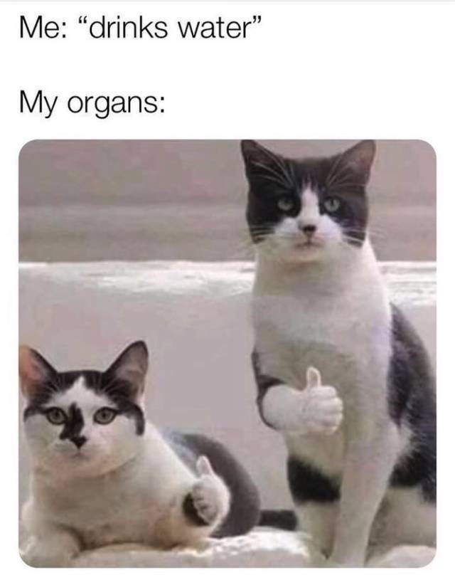 Dont Show Your Cat tweet media