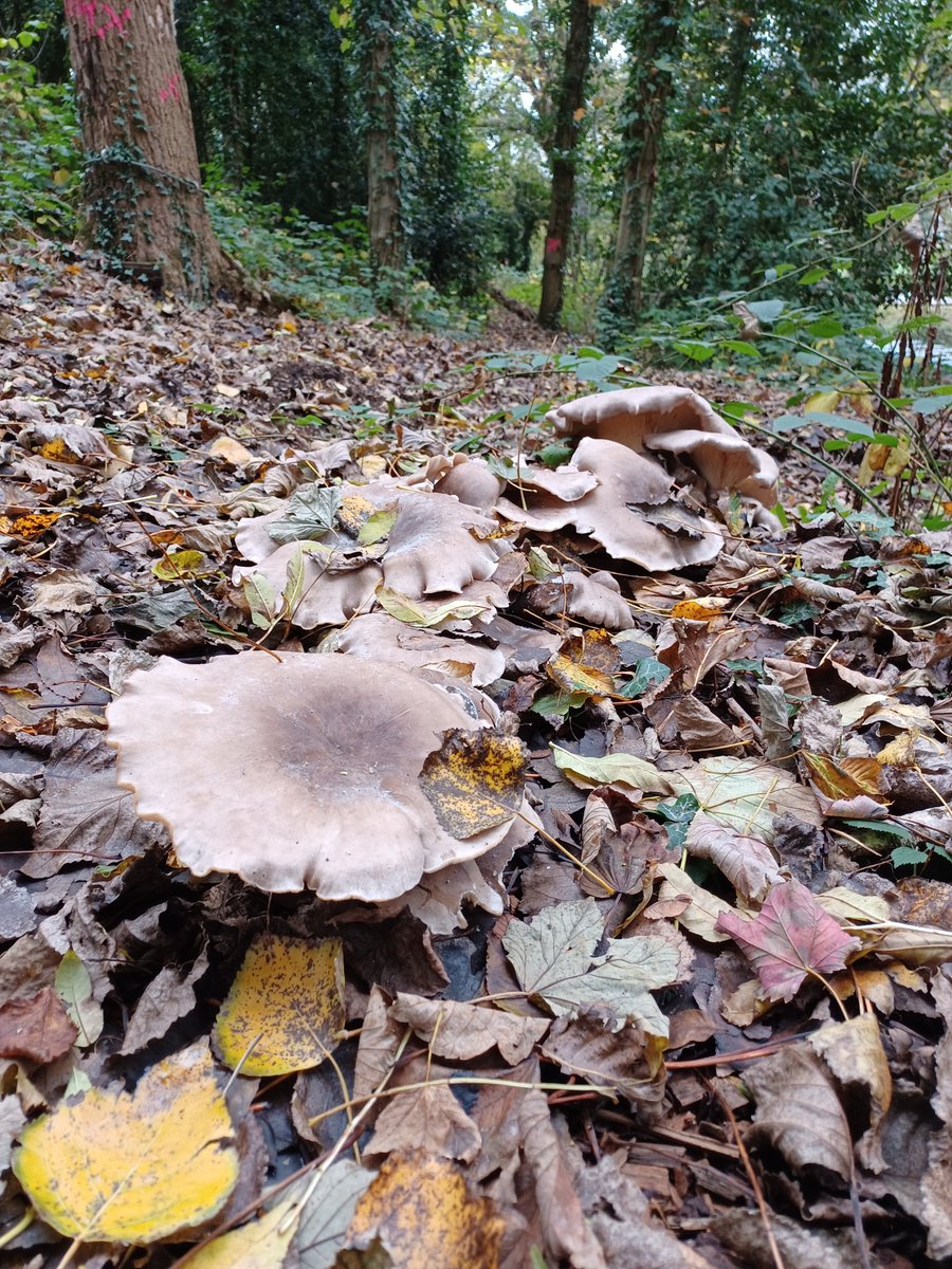 LancsOutdoorEd's tweet photo. Autumn has brought some vibrant colours to #BorwickHall. We love watching the changing of the seasons. Do we have any mushroom experts that can help us identify the pictures below?
#Autumn
#Mushrooms
#LearnOutsideExplore https://t.co/jXa6nxGRCC