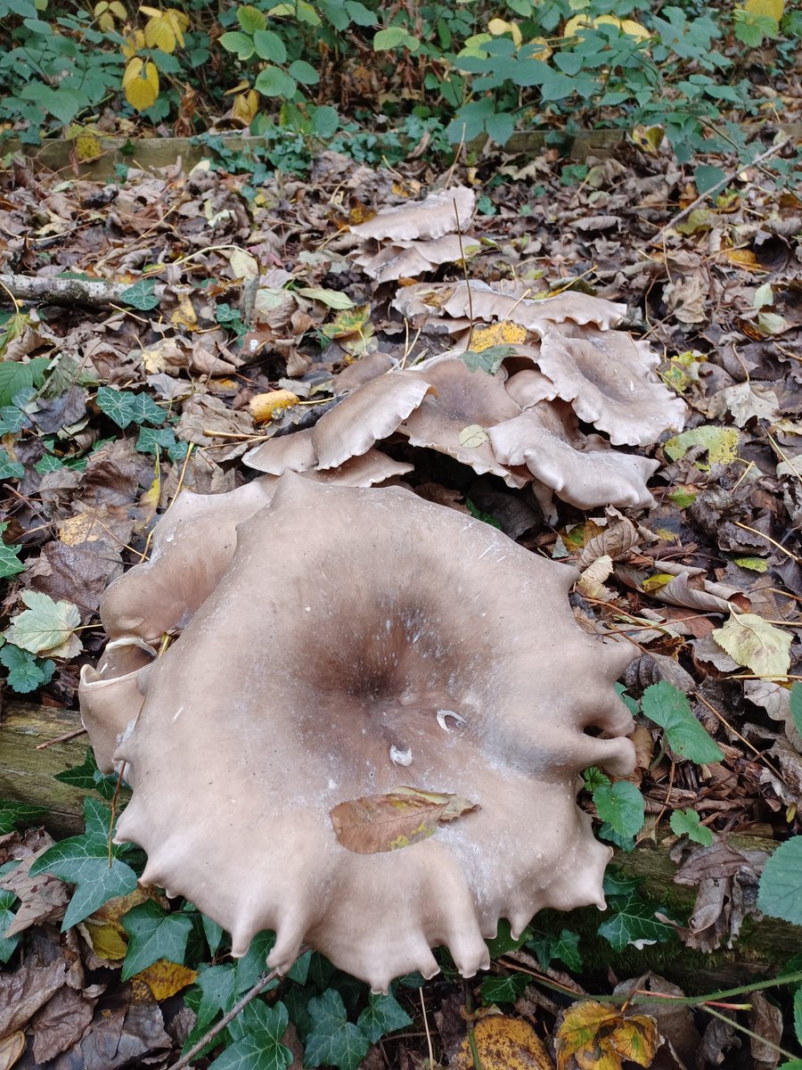 LancsOutdoorEd's tweet photo. Autumn has brought some vibrant colours to #BorwickHall. We love watching the changing of the seasons. Do we have any mushroom experts that can help us identify the pictures below?
#Autumn
#Mushrooms
#LearnOutsideExplore https://t.co/jXa6nxGRCC