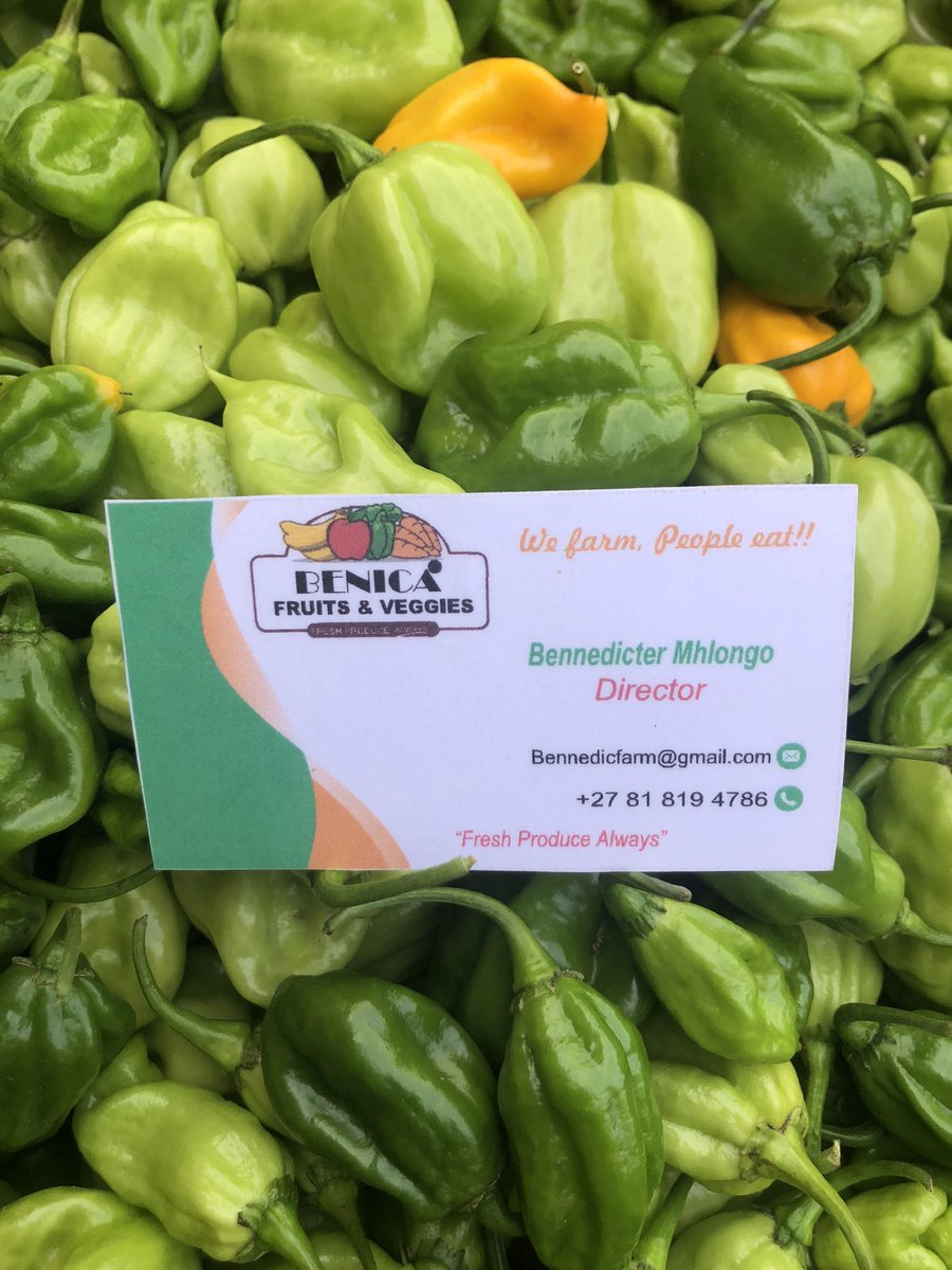 BenicaTheFarmer's tweet photo. Planted with Love !!
Harvested with Pride!!

Habanero Chilli

We farm people eat https://t.co/stgbFQRoiy