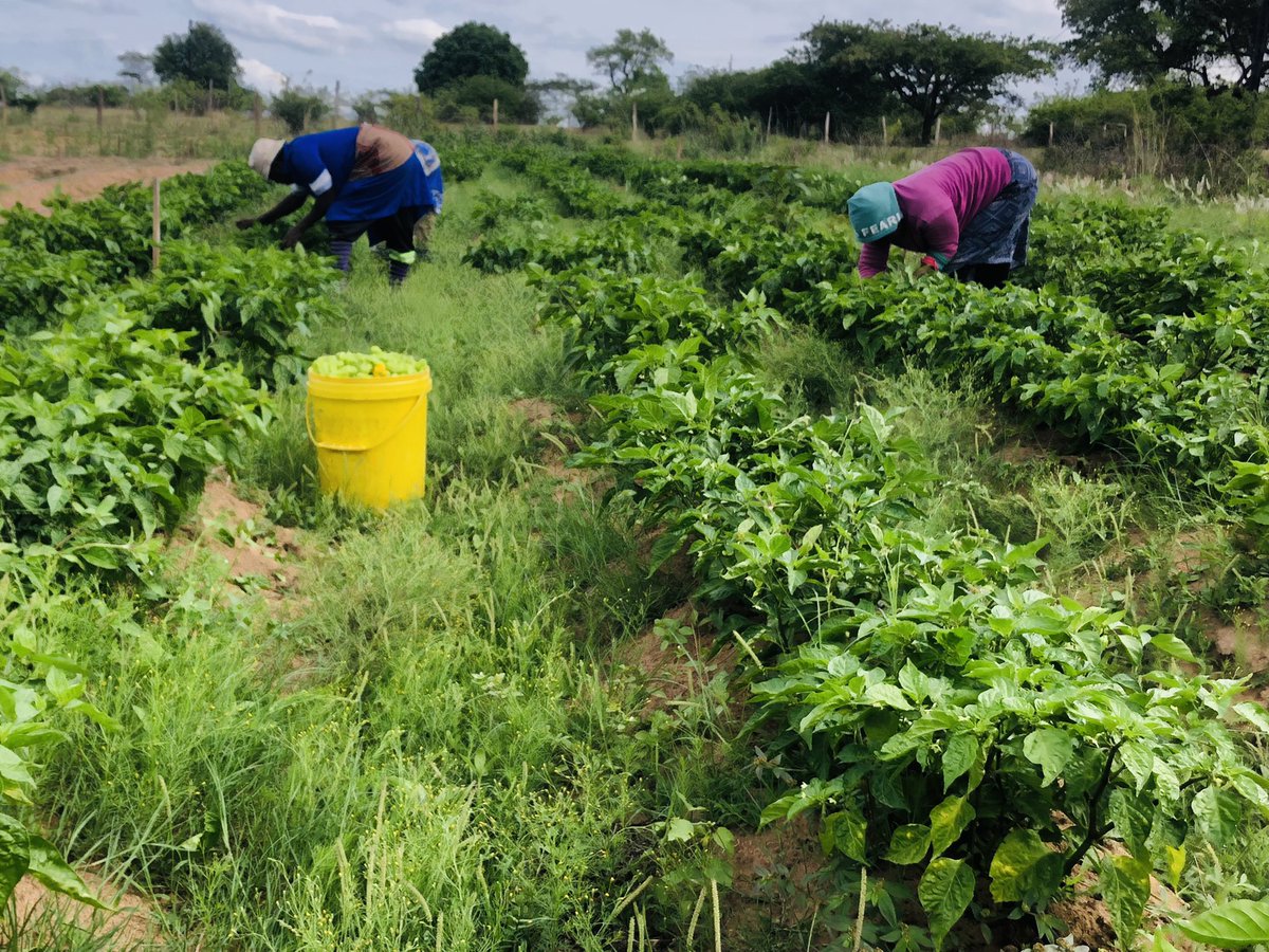 Planted with Love !!
Harvested with Pride!!

Habanero Chilli

We farm people eat