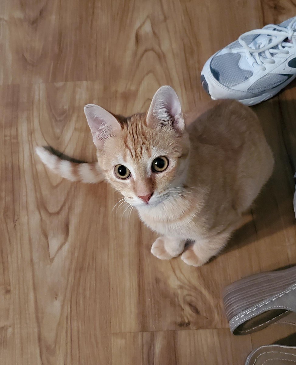 Michael's Cat tweet media