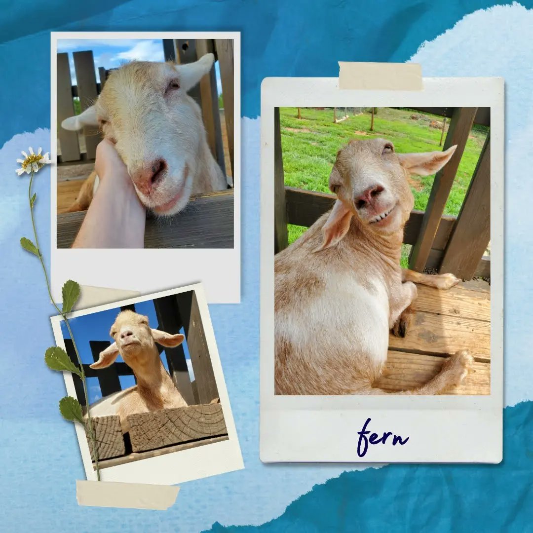 lurejournal's tweet photo. Thursdays are the G.O.A.T.😎🐐 #petsoflure 

Meet the four goats of Assistant Editor Eden!

#lurejournal https://t.co/BeAspteO8X